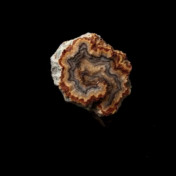 Petrified Wood crystal